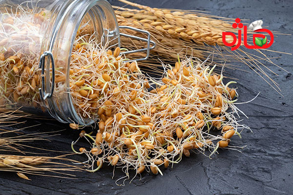 پودر جوانه گندم اصل